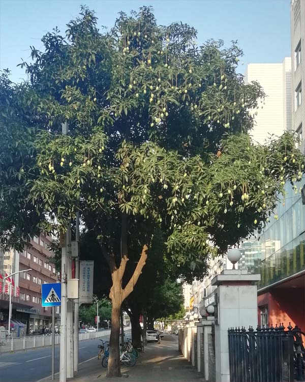 6月份，路边的芒果树太壮观了