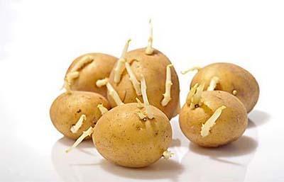 长芽的土豆不能吃，据说有毒是真的吗？